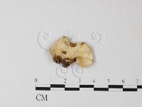 登錄號:F0012584藏品圖，第1張