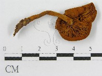 登錄號:F0012587藏品圖，第3張