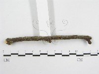 登錄號:F0012588藏品圖，第3張
