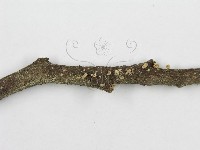 登錄號:F0012588藏品圖，第4張