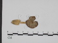 登錄號:F0012589藏品圖，第1張