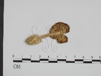 登錄號:F0012589藏品圖，第3張
