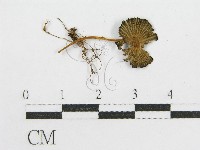 登錄號:F0012590藏品圖，第1張