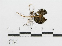 登錄號:F0012590藏品圖，第3張