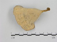 相鄰小孔菌藏品圖，第3張