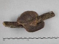 登錄號:F0012593藏品圖，第1張