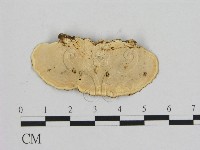 相鄰小孔菌藏品圖，第3張