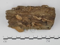 登錄號:F0012595藏品圖，第1張