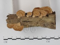 登錄號:F0012595藏品圖，第3張