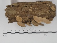 登錄號:F0012595藏品圖，第4張