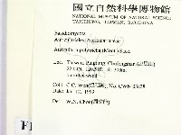 毛木耳藏品圖，第2張