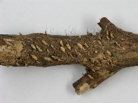登錄號:F0012597藏品圖，第3張