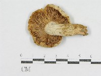登錄號:F0012601藏品圖，第1張
