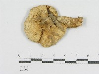 登錄號:F0012601藏品圖，第3張