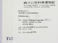 小皮傘屬藏品圖，第2張
