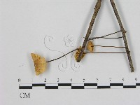 小皮傘屬藏品圖，第3張