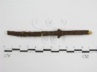 微皮傘屬藏品圖，第3張