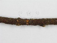 微皮傘屬藏品圖，第4張