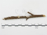 登錄號:F0012605藏品圖，第1張