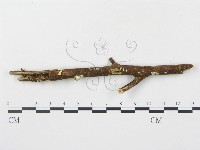 登錄號:F0012605藏品圖，第3張