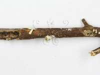 登錄號:F0012605藏品圖，第4張