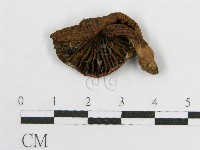 登錄號:F0012606藏品圖，第3張