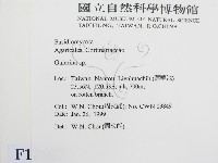 盔孢傘屬藏品圖，第2張