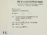 小菇屬藏品圖，第2張