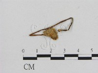 小菇屬藏品圖，第3張