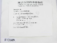登錄號:F0012609藏品圖，第2張