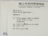 栓菌屬藏品圖，第2張