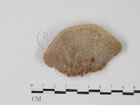 栓菌屬藏品圖，第1張