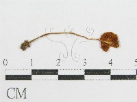 登錄號:F0012611藏品圖，第1張