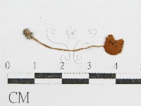 登錄號:F0012611藏品圖，第3張