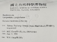 頭狀禿馬勃藏品圖，第2張