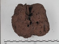 頭狀禿馬勃藏品圖，第3張