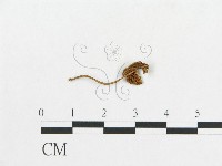 登錄號:F0012613藏品圖，第1張