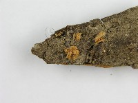 微皮傘屬藏品圖，第3張