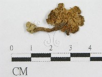 粉褶菌屬藏品圖，第1張