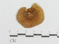 紅菇屬藏品圖，第1張