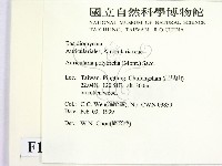 毛木耳藏品圖，第2張