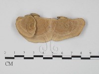 登錄號:F0012618藏品圖，第1張