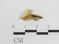 登錄號:F0012620藏品圖，第3張