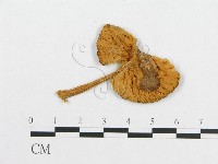 登錄號:F0012621藏品圖，第1張