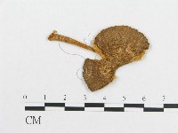 登錄號:F0012621藏品圖，第3張