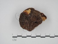 登錄號:F0012623藏品圖，第1張