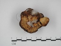 登錄號:F0012623藏品圖，第3張