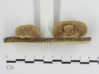 登錄號:F0012625藏品圖，第3張