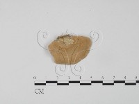 登錄號:F0012626藏品圖，第3張