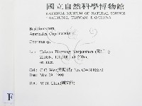 鬼傘屬藏品圖，第2張